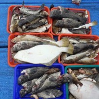 10월 8일 재성호 우럭조황