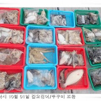 10월 01일 안흥1호 갑오징어/쭈꾸…