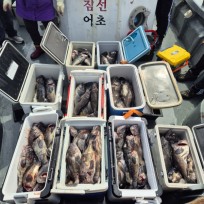 6월 5일 바다2호 우럭낚시 조황