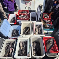 6월 22일 바다2호 우럭조황