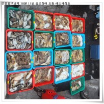 10월 11일 레드피싱호 갑오징어 조…