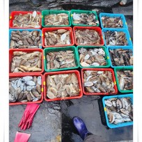 10월 12일 레드피싱호 갑오징어 조…