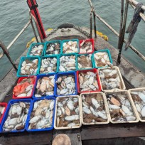 10월 30일 바다2호 갑오징어 조황