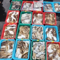 10월 9일 레드피싱호 갑오징어 조황