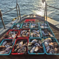 11월 14일 바다2호 갑오징어 조황