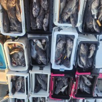 11월 14일 레드피싱호 우럭조황