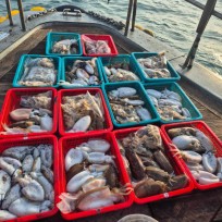 11월 9일 바다2호 갑오징어 조황