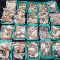 10월 9일 어복호 갑오징어 조황