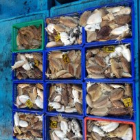 11월 11일 남덕5호 갑오징어 조황