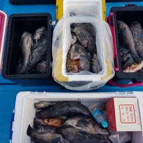 12월 15일 우럭 조황