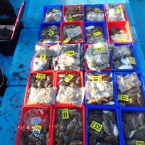 9월 29일 남덕5호 갑오징어/쭈꾸미…